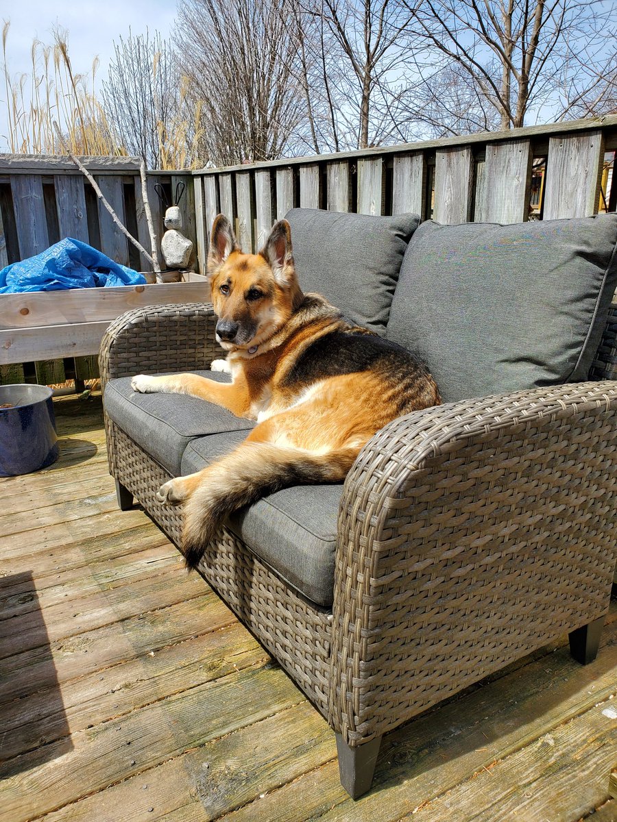 F3inGoderich's tweet photo. #BostontheGSD thinks the #patiofurniture is for him #gardenbox #gardenpots ready for planting Happy Sunday https://t.co/L73Sl6Gdxi
