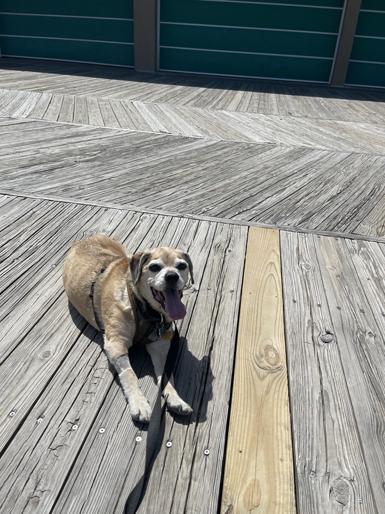 Guthriepuggle's tweet photo. Last day puggles are allowed on the boardwalk https://t.co/xXEaklINS4
