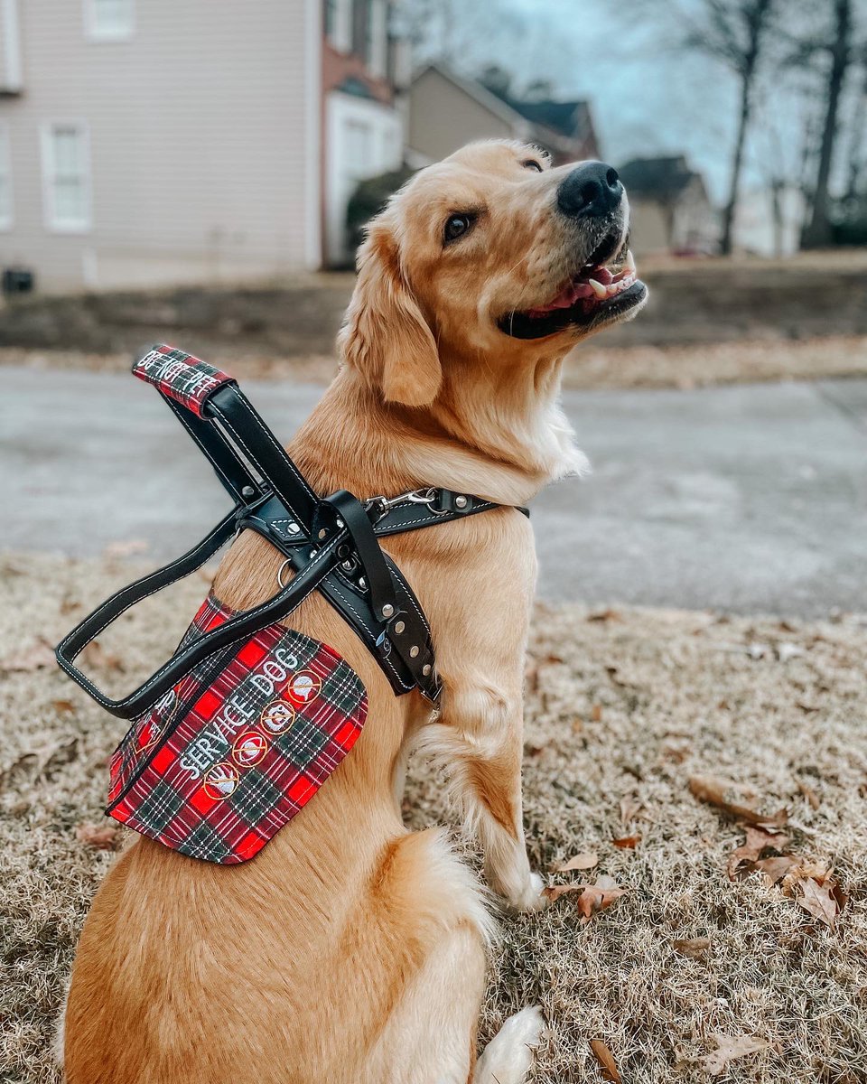 fumkles's tweet photo. Iron Age at Halcyon denied my friend and i entry because i was accompanied by my service dog. No, this is not an emotional support animal, she is a genuine medical alert dog. I walked in and the manager immediately came out to tell us to leave because.. continued below https://t.co/uSh67fPZ8I