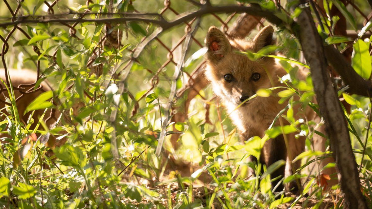 rock_hyrax's tweet photo. Scenes from New York City marshes. #fox #urbanwildlife #kit #photography #NewYork, https://t.co/Acj7z26rOi