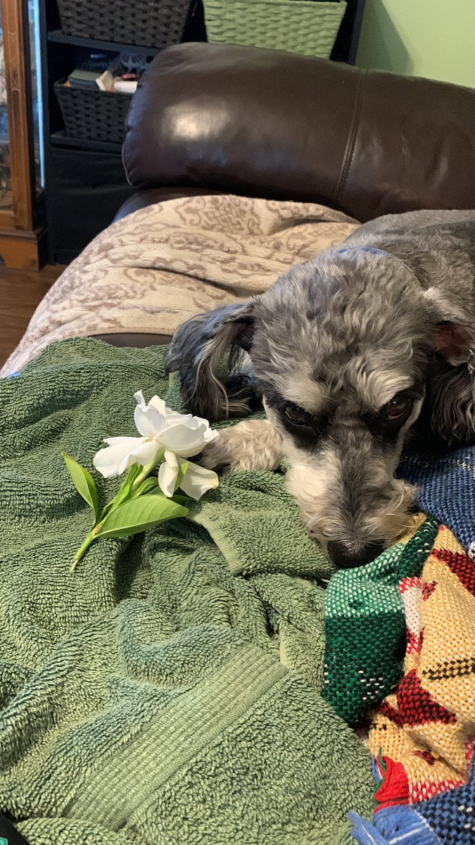 Joey rather smell the roses that a Gardenia.
