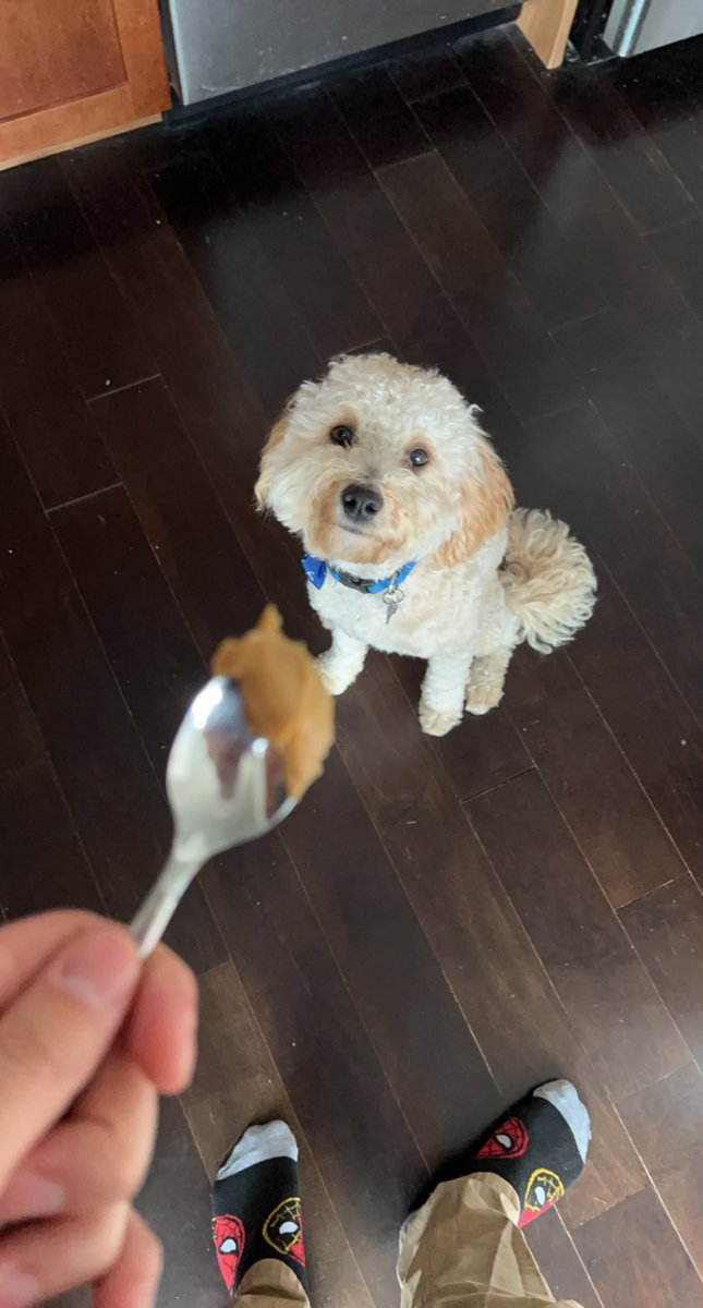 cantuitt's tweet photo. Let’s have a Saturday and some peanut butter #SimbaSaturday https://t.co/VPaCWXTRdf