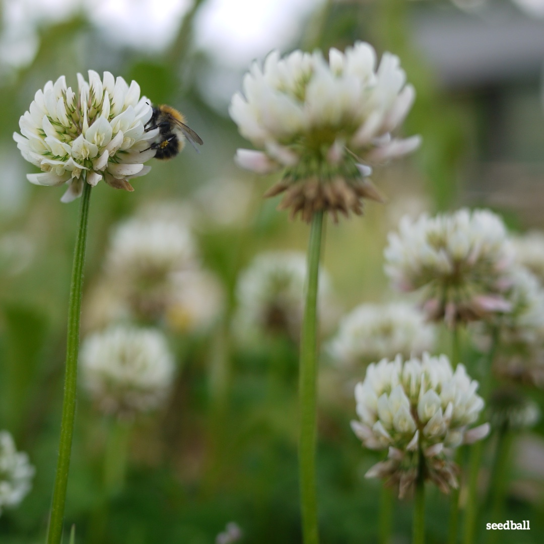 Did you know the nectar-sugar produced by lawn flowers could support around 400 bees a day!!! 🐝 Wildflowers such as Dandelion, White Clover and Selfheal will often appear in uncut grass and if you are really lucky perhaps an orchid or two. #nomowmay