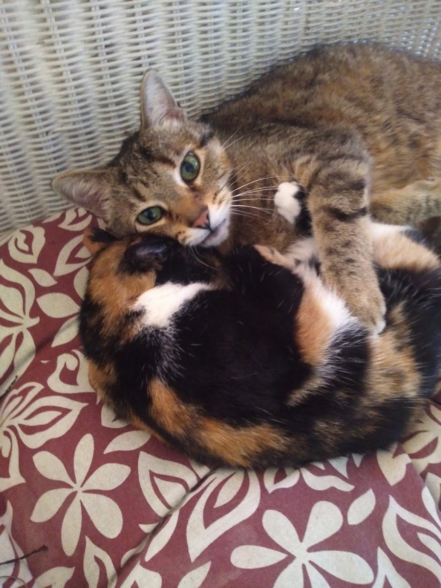 PBStashReads's tweet photo. @readathon #readathon #deweys24hourreadathon #cats #readathonpets #readingcompanions
My three snugglers https://t.co/k6Jp4cGXp8