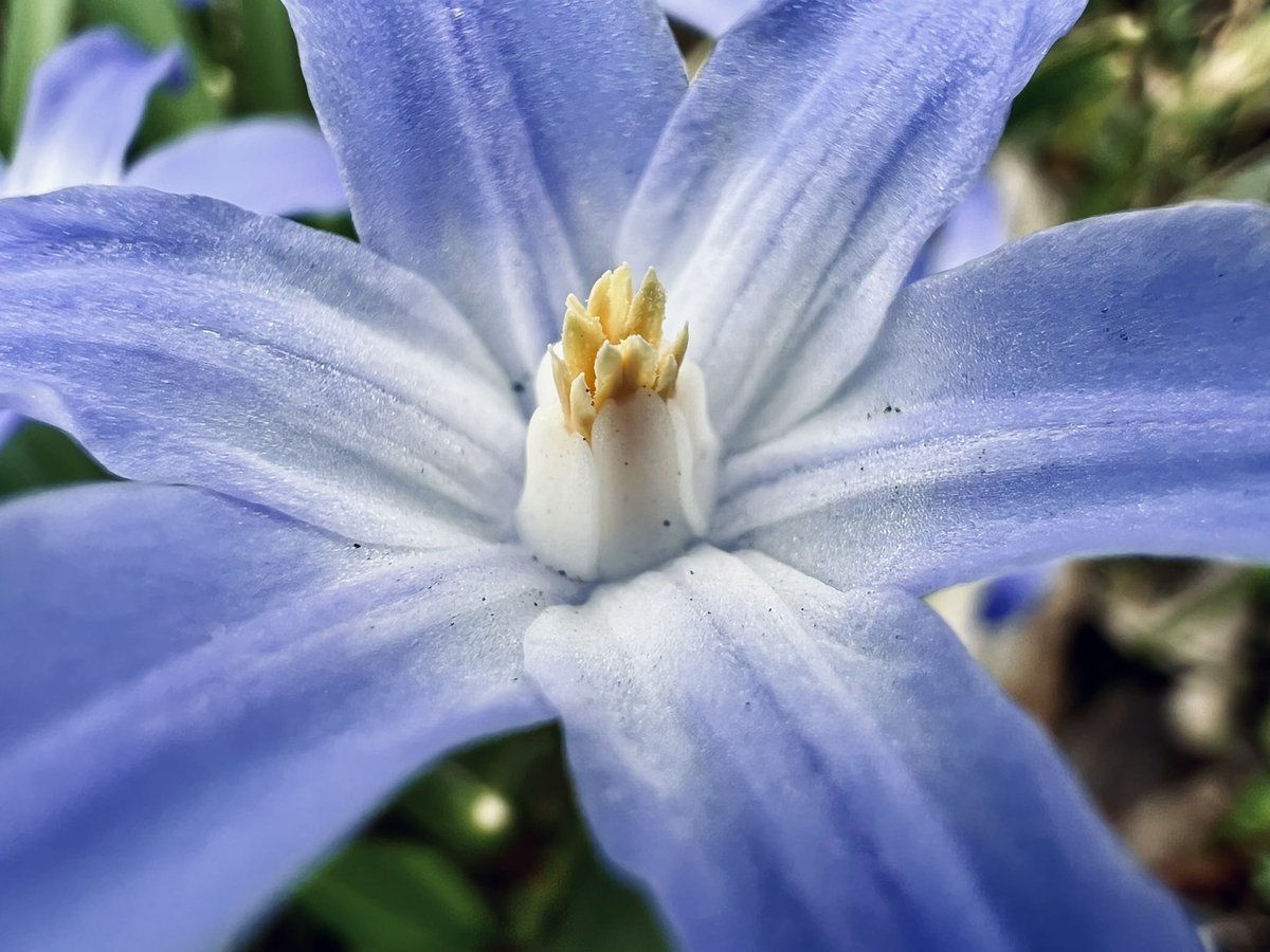 Tested out the macro camera on my iPhone 13 pro #ShotoniPhone #shotoniphone13pro