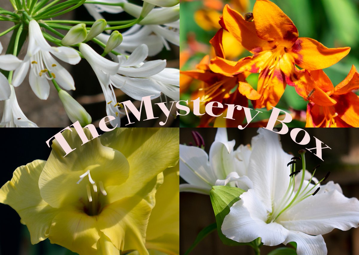 Do you have any space left in your garden? Are you feeling lucky?
We don't like to let any of our bulbs go to waste at the end of a season so we're offering these mystery boxes for a huge discount
All of the plants available are ready to flower this summer
gee-tee.co.uk/product/summer…