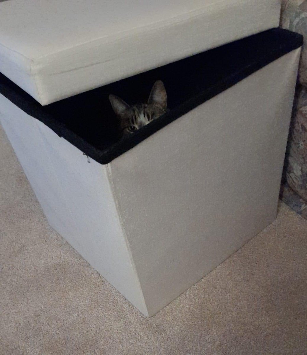 Schrödinger’s cat is observed to be alive. #Caturday