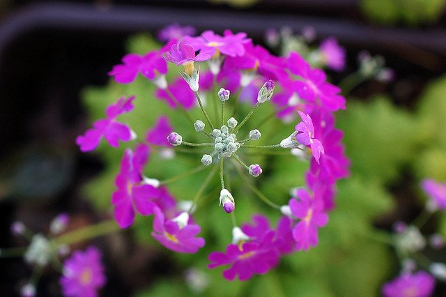 花言葉のtwitterイラスト検索結果