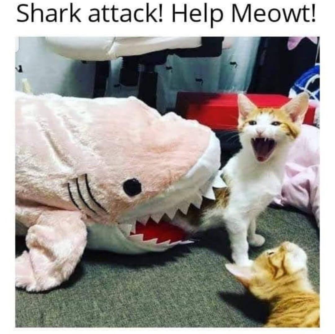 ThePhilosopurr's tweet photo. Hey producers of #sharknado… storyline..
Picture this.. all shark toys suddenly come to life and start attacking.. our only hope is a cat owned by @IanZiering teaming up with a dog owned by @chucknorris ..
#Caturday #Catify https://t.co/b6y29jWTVG