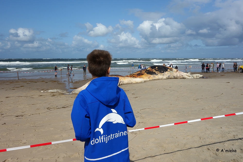 A_miekeTommel's tweet photo. Ruim 4,5 jaar na de stranding op het strand bij paal 17 zagen we vandaag het skelet van de gewone vinvis terug @EcomareTexel  #ecomare #Texel #walvisstranding #vinvis https://t.co/G8BlXQtzfX