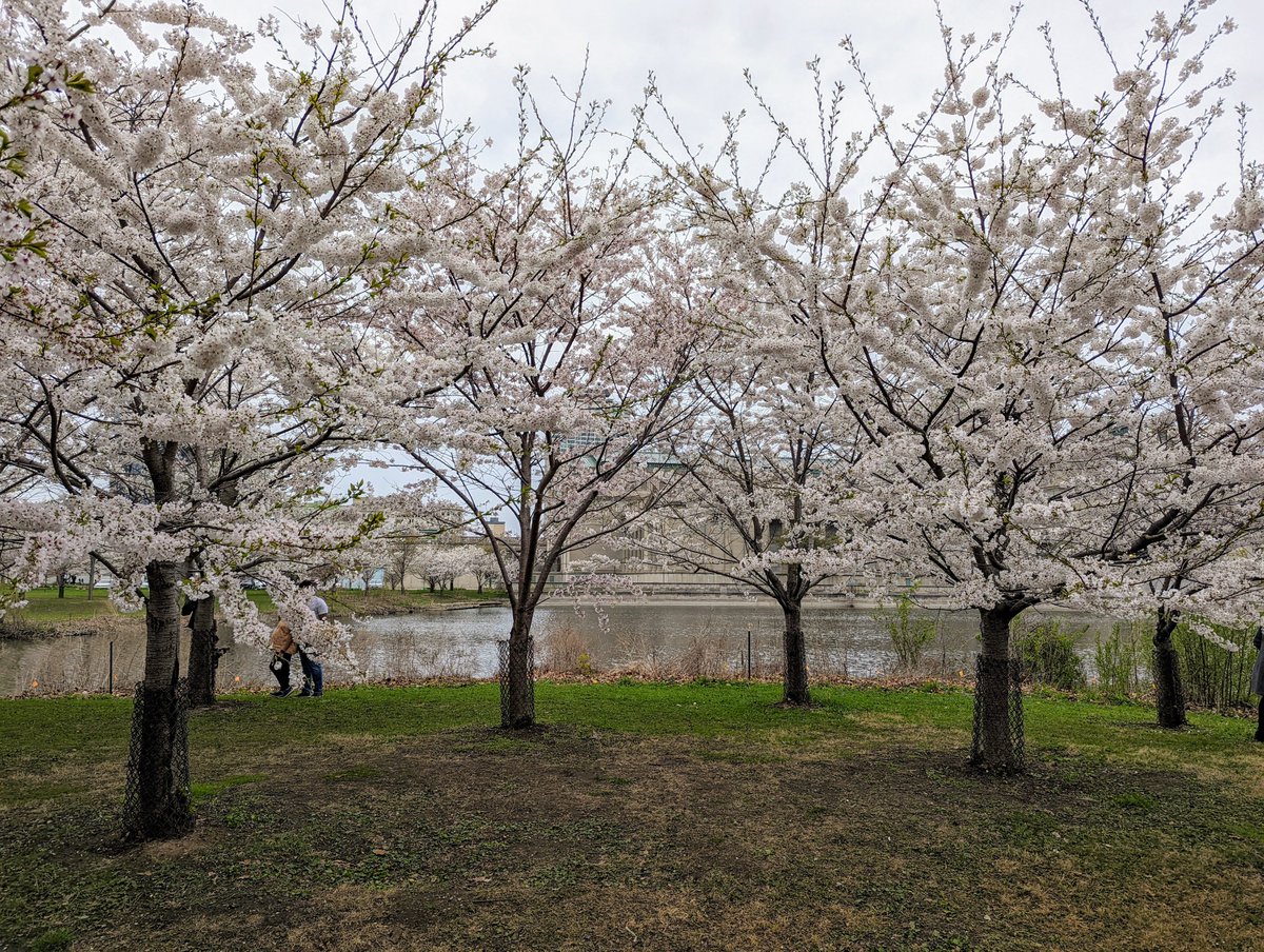 ChicagoParks's tweet photo. Jackson Park's Cherry Trees are in FULL BLOOM 🌸! Celebrate Spring "Hanami" w/ @ChicagoParks by visiting the 160 pink &amp; white cherry trees, near @msichicago. Enjoy a free, self-guided audio tour at https://t.co/RKiCZLtMaB. 👉 https://t.co/5VAuNdkSRr 
Share 📸 #CHICherryBlossoms https://t.co/4Ad6fDuIpG