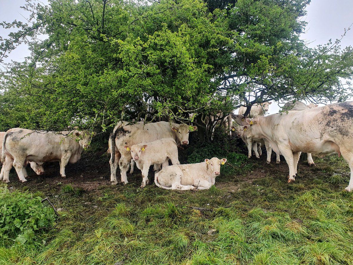 SebanaMoynagh's tweet photo. Cant beat the whitethorn roof .#outoftherain https://t.co/IuOyKcwHae