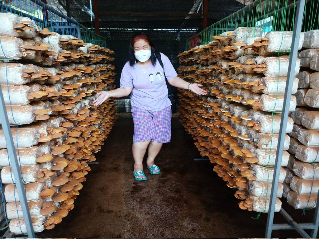 Patcharidalau's tweet photo. Ganoderma=Lingzhi =Reishi = เห็ดหลินจือ..at Klangbanmushroom farm. Thailand. https://t.co/D9WwcllKYe