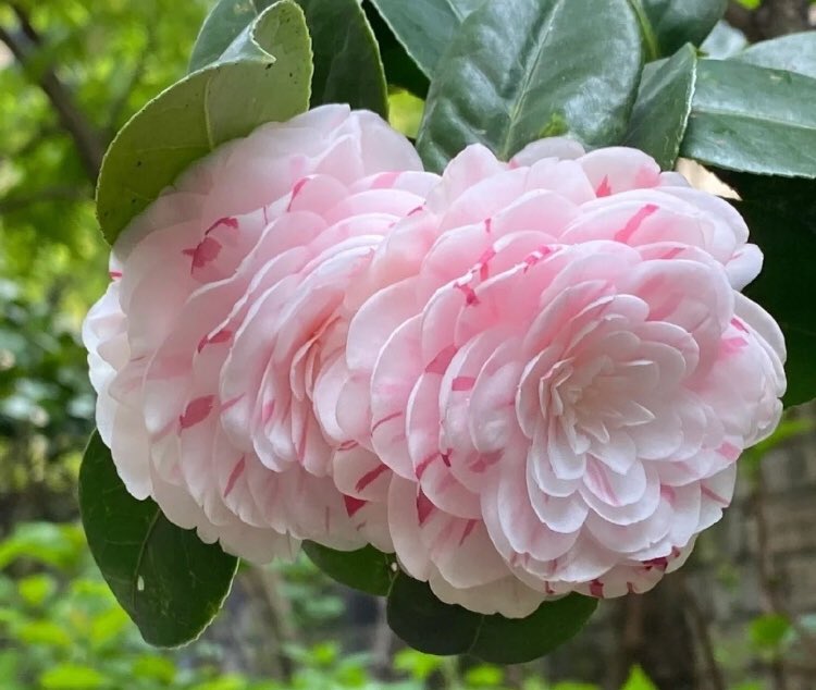 piinkibun's tweet photo. camellia sinensis flower ♡ https://t.co/GoNIZxhaAr