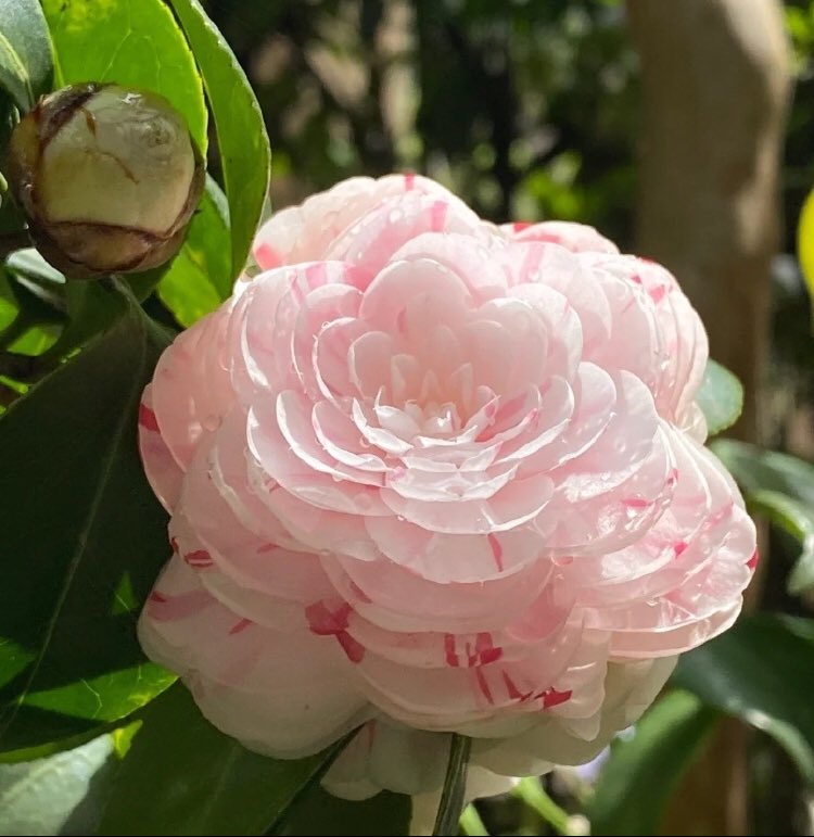 piinkibun's tweet photo. camellia sinensis flower ♡ https://t.co/GoNIZxhaAr