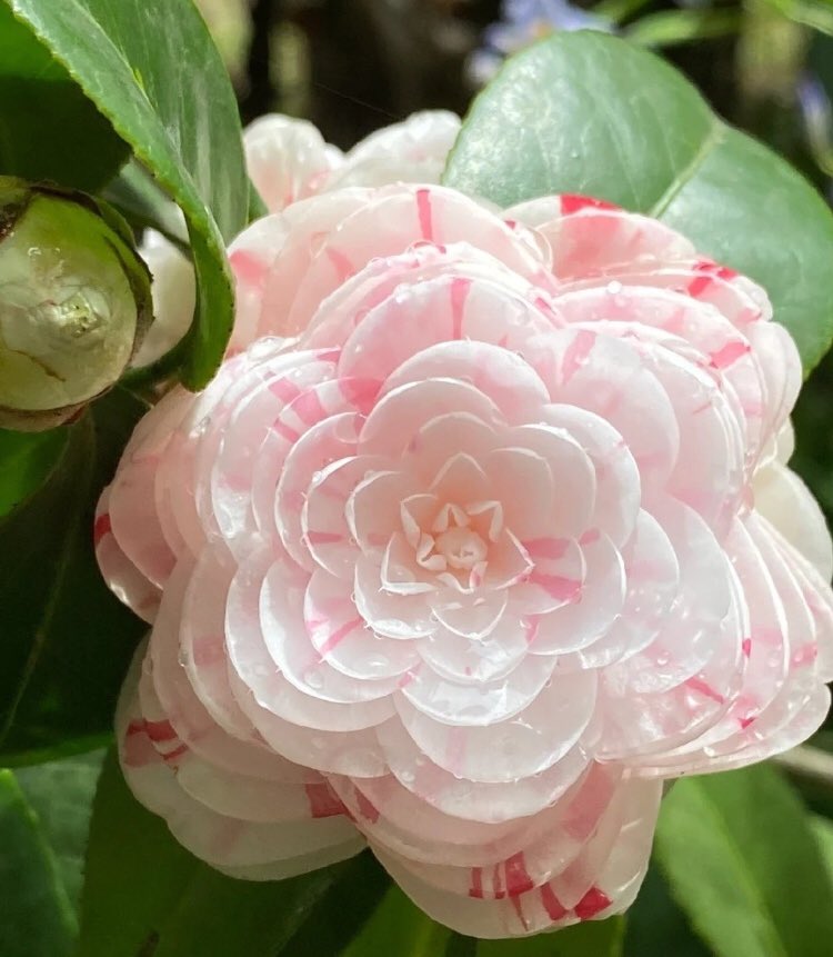 piinkibun's tweet photo. camellia sinensis flower ♡ https://t.co/GoNIZxhaAr