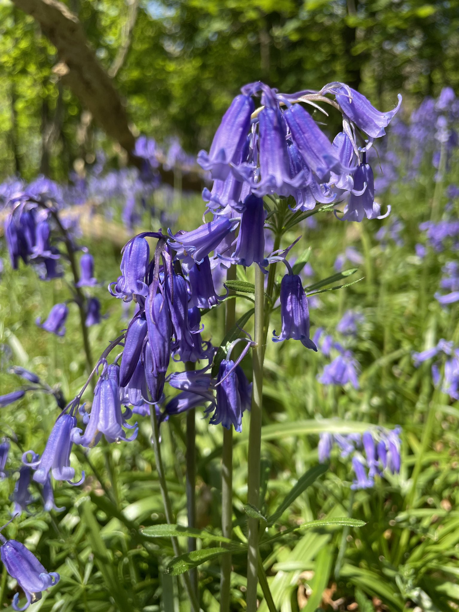 Momo 青い絨毯 と言われるブルーベルを見に Ashridge Estateに行ってきました この時期はブルーベルが満開で一面に咲きとても綺麗 お天気にも恵まれてよかった ブルーベル Bluebells T Co 2l5apj2gxa Twitter
