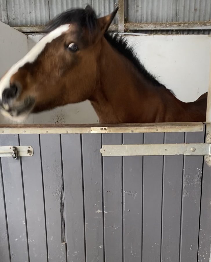 carol199's tweet photo. Roxy being very hangry! 😡 #GrumpyPony #Hangry #FeedMeNow https://t.co/ApeWxFXT28