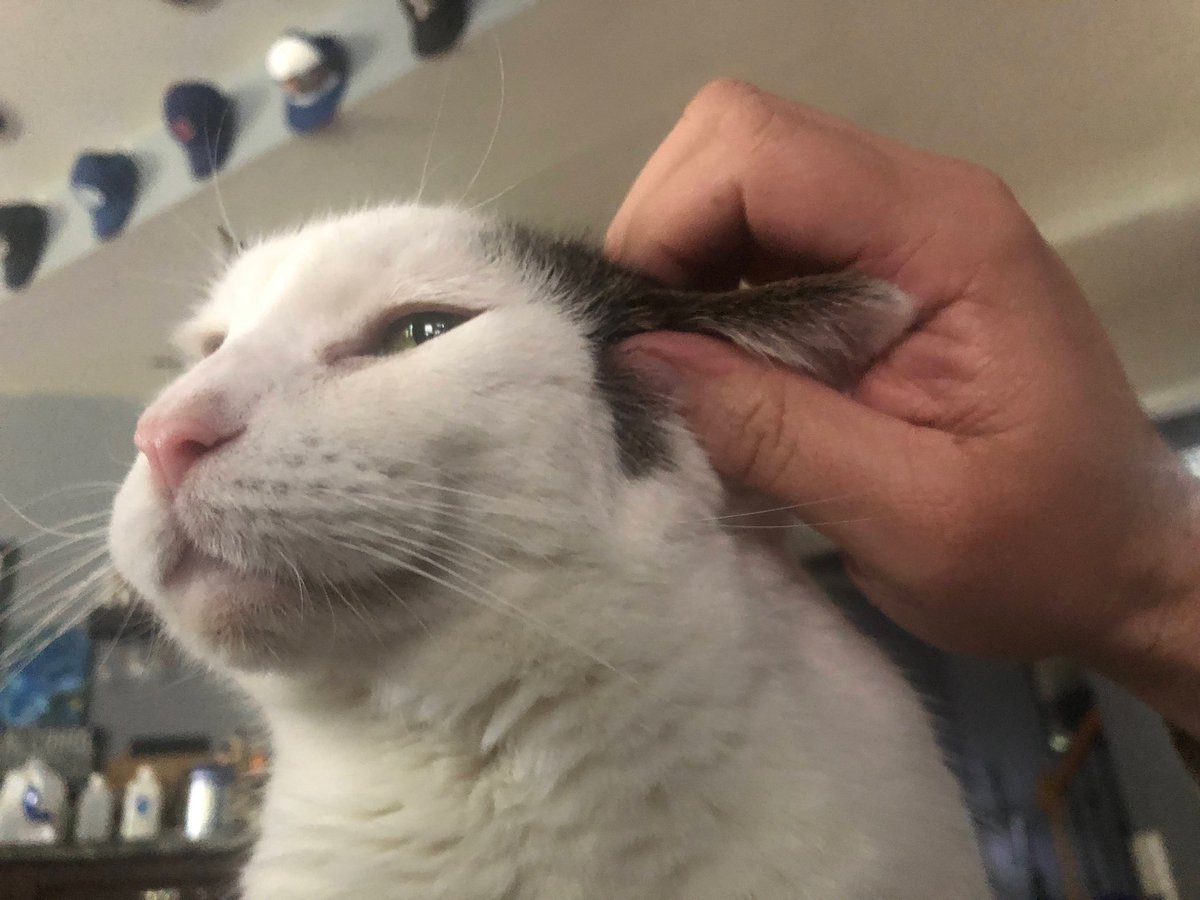 SpockPawspurrs's tweet photo. @cat_yawns Ears are my furravorite! #headpets https://t.co/XjCA5F9iGt