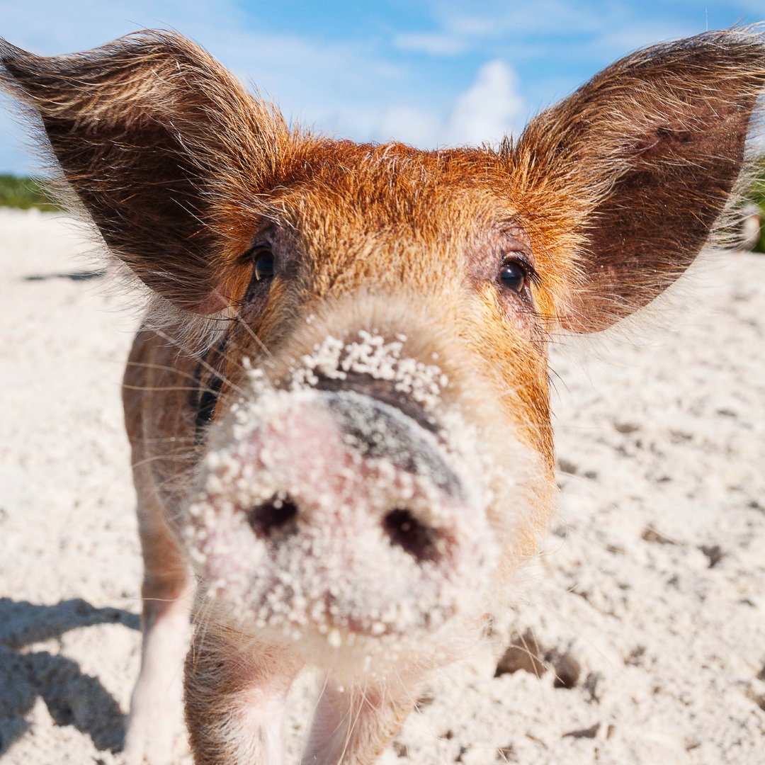 Plan a trip to meet your best pig pal in <a href="/VisitGBI/">Visit Grand Bahama</a> today! 🐷