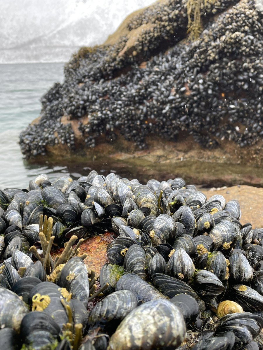 KPraebel's tweet photo. π€© lingering around in the #intertidal zone at low tide is ππ #eDNA #nsDNA https://t.co/bqreINJq2Q