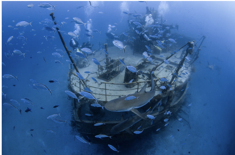 _cpykejr's tweet photo. @MCGigz Recent dive trip! https://t.co/rSYmRcETvF