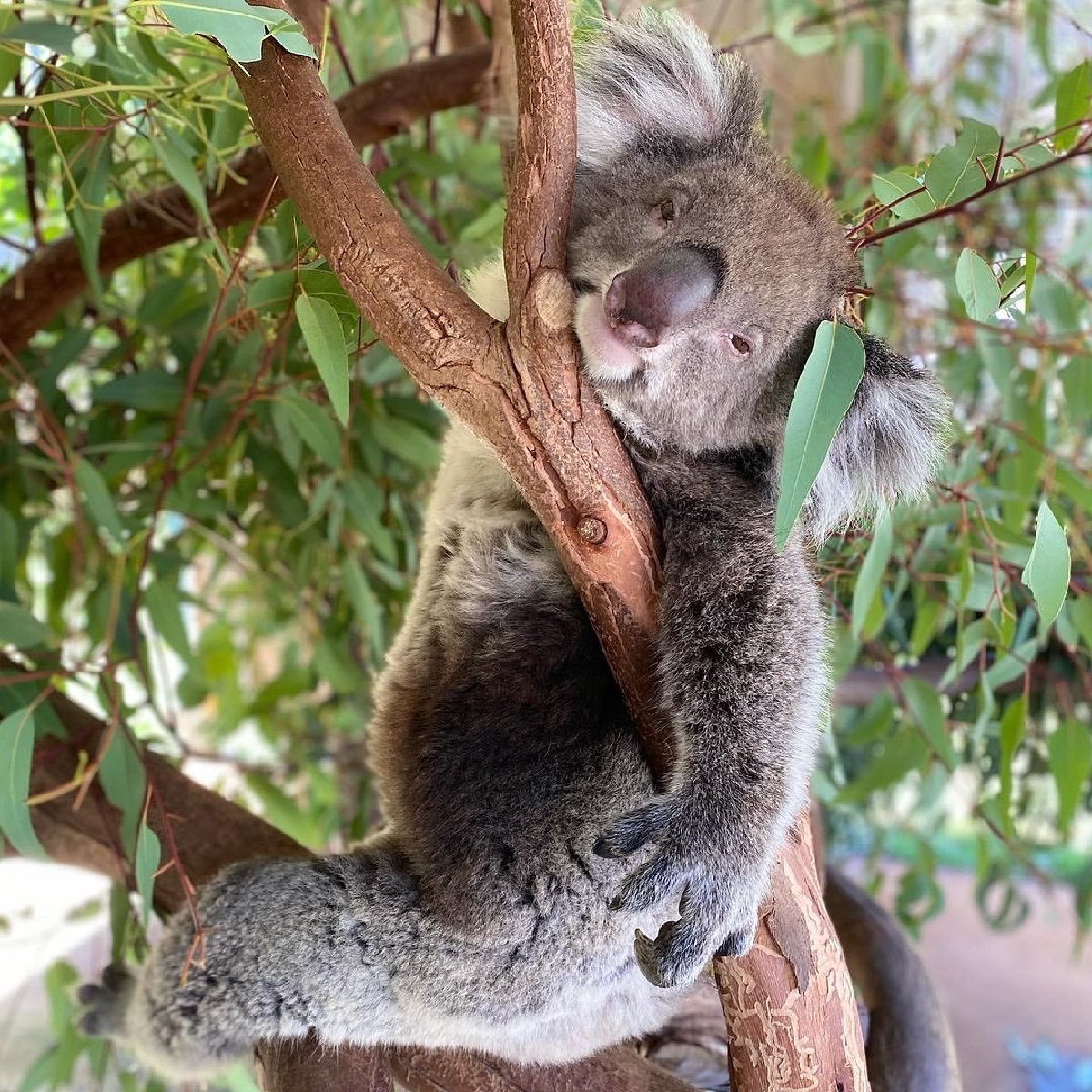 Eat, snooze, pose, repeat...😴 🔁

Koalas can sleep up to 20-hours a day, so it's pretty common to catch them mid-nap when you visit #CavershamWildlifePark in Boorloo (@DestPERTH).

#seeaustralia #thisiswa #seeperth #holidayherethisyear