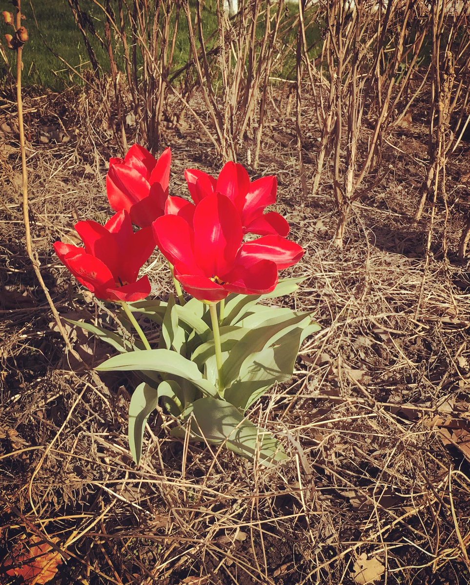 Melinda Scott tweet media