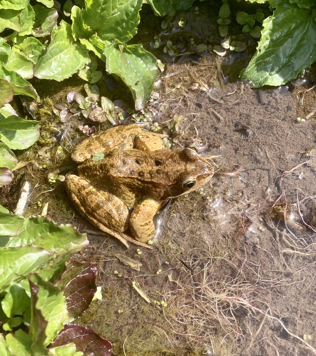 JulianWardlaw's tweet photo. Frog and tadpoles, probably toads in #RiverPiddle #PiddleValley #Dorset today. @DorsetWildlife @ARC_Bytes https://t.co/RhKY7Mbvv5