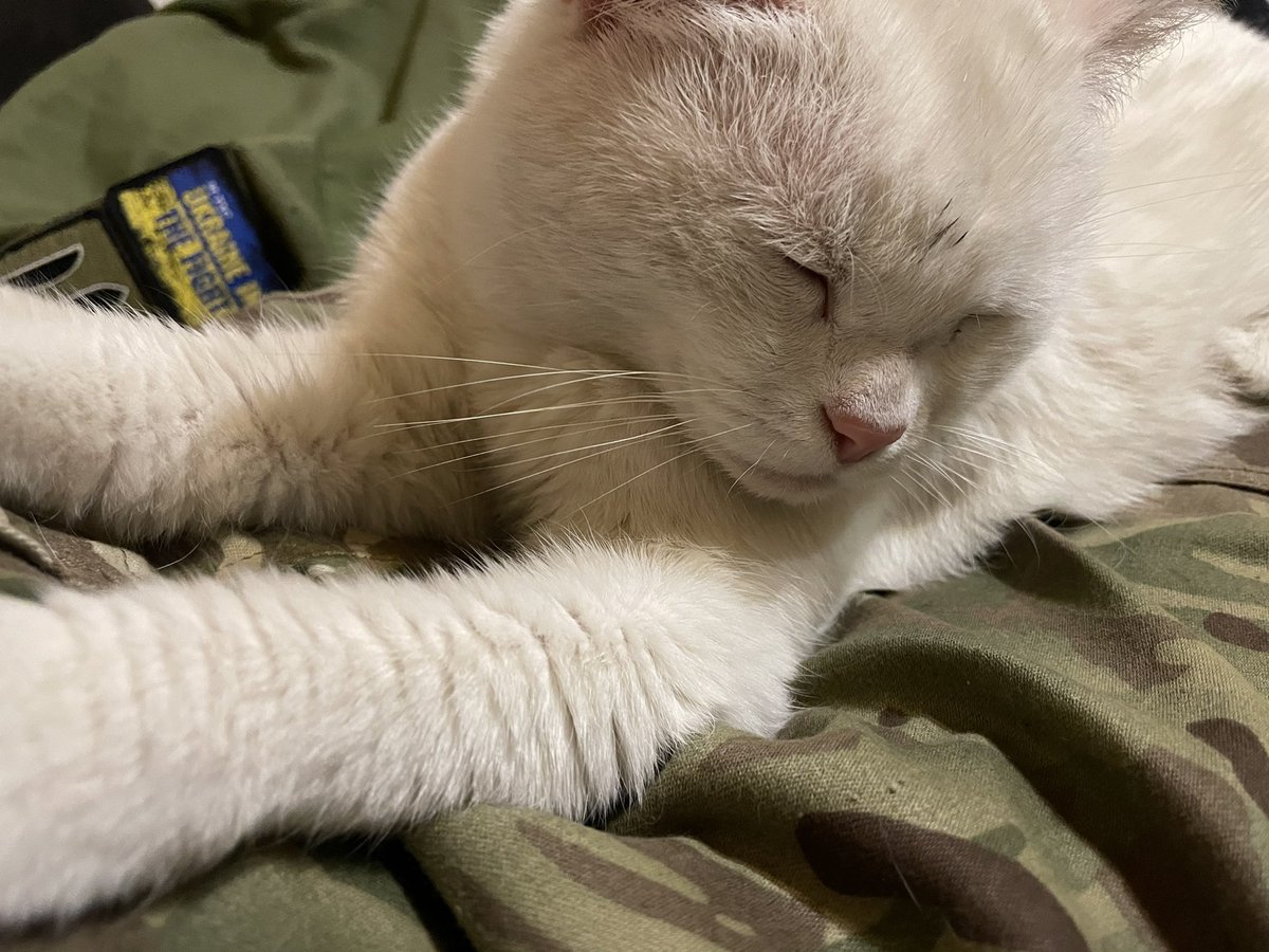 Мурзік бажає всім добраніч!