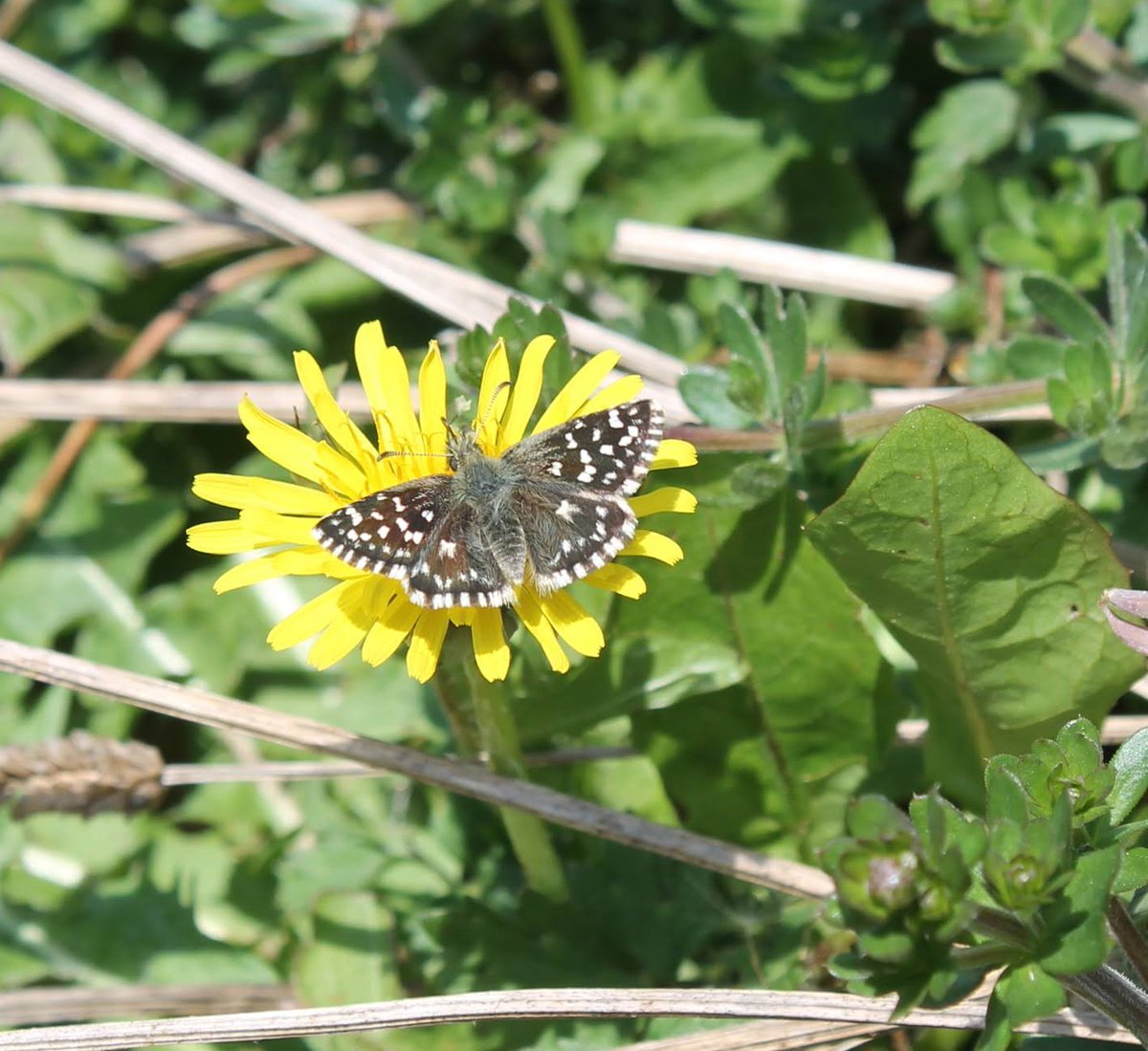 Fantastic butterfly hunt today at Hutchinson's bank! Saw Duke of Burgundy, Grizzled and Dingy Skipper, as well as Green Hairstreak and some lovely early purple orchids 😍 all firsts for me! #ukbutterflies #ukwilldlife