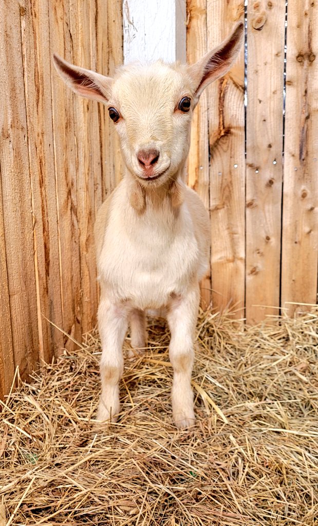 WinstonThatche4's tweet image. Hi! I'm Jasper Winston Wattles Constantine! I was born on February 20th! I'm a little shy, but hope to make lots of friends soon😊 Nice to meet you!❤