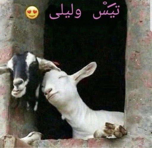 ماجد وخديجة وهم ماسكين يد بعض ومسوين يعنني مقطعتنا الرومانصيه👇🏻
#عائلة_عبدالحميد_حافظ