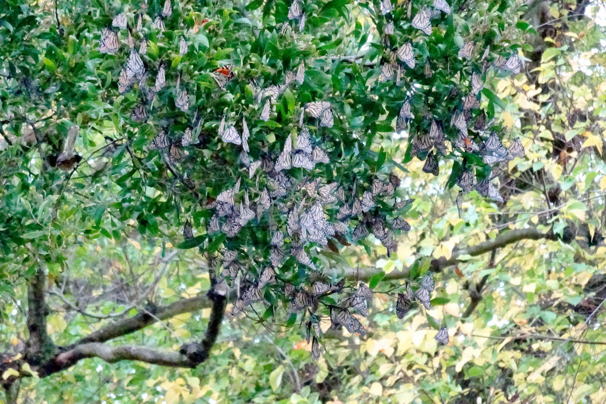 Sigre_World's tweet photo. Winter is coming
#TimeToHibernate #MonarchButterfly #Monarch #Butterflies #MonarchButterflies #Fantail #Nature #NaturePhotography #Tree #Leaves https://t.co/WS0KpjV9MU