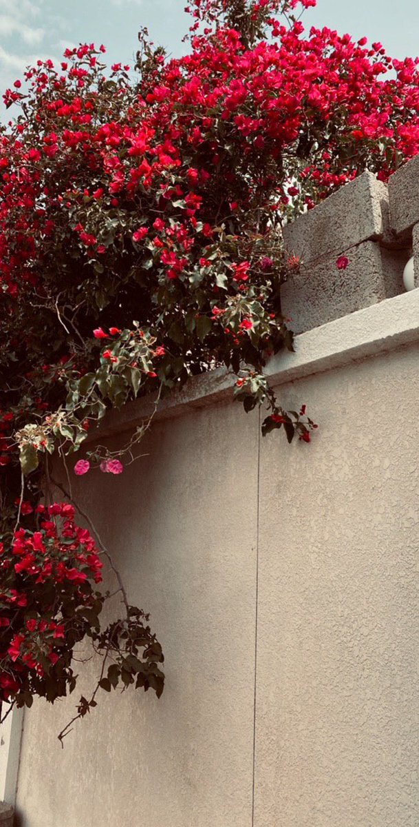 bader_ot11's tweet photo. #تصويري         منشنو اللي يشبه الورد🌺 https://t.co/M6TAlcBUdc