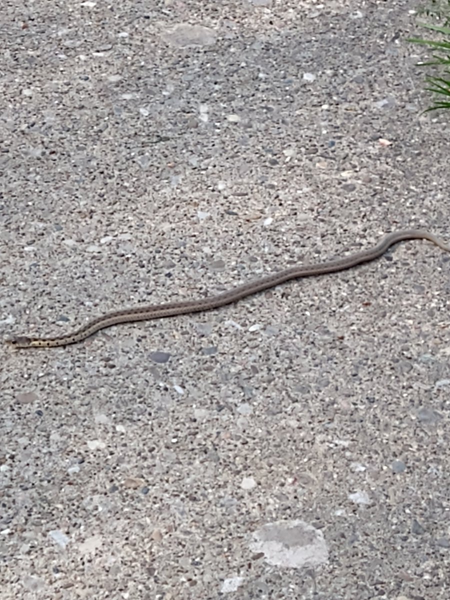 joclarke232's tweet image. Do I call into work and tell them I can't make it out of my apartment? #heartattack #blockingmypath #dontbitemebro 👀🐍😱