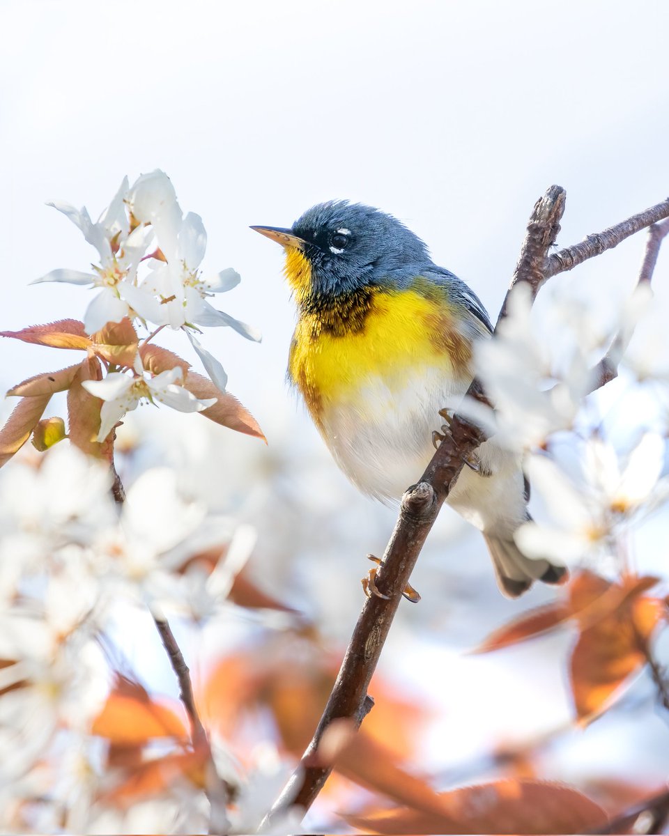 Nick_Birding's tweet photo. It's gonna be #May! 
#BirdTwitter #birdphotography #warbler #northernparula https://t.co/3hzIzoCbh1