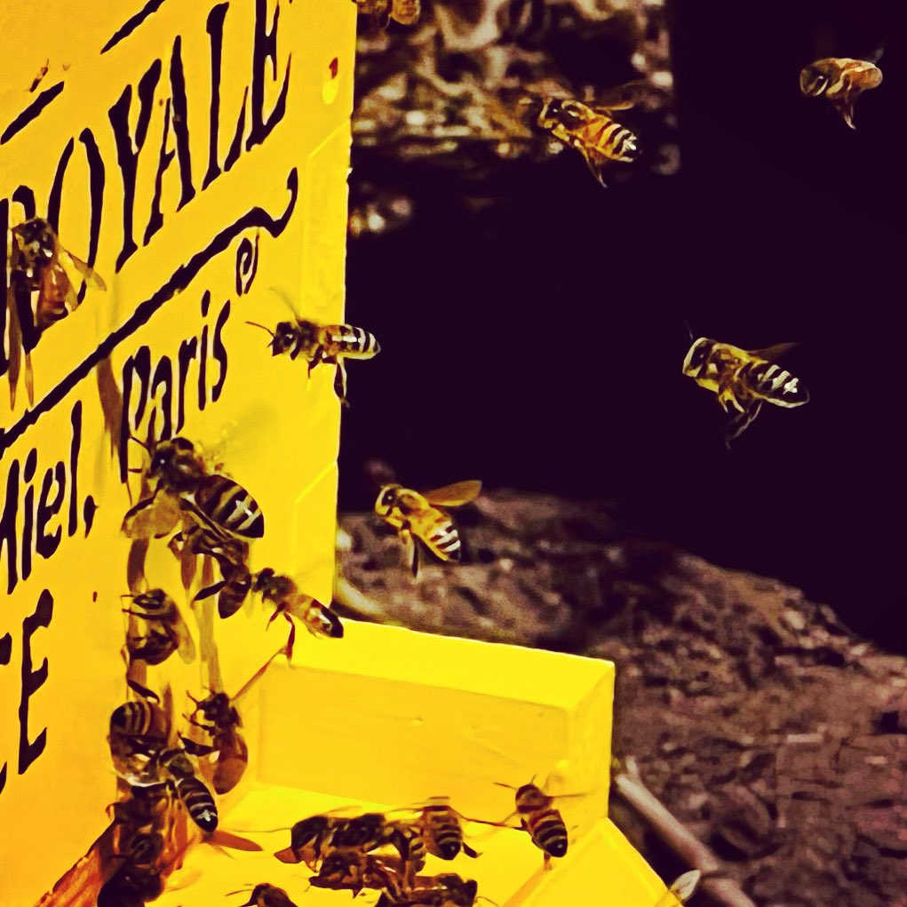 They are very very busy. #beekeeping #EarthDay2022