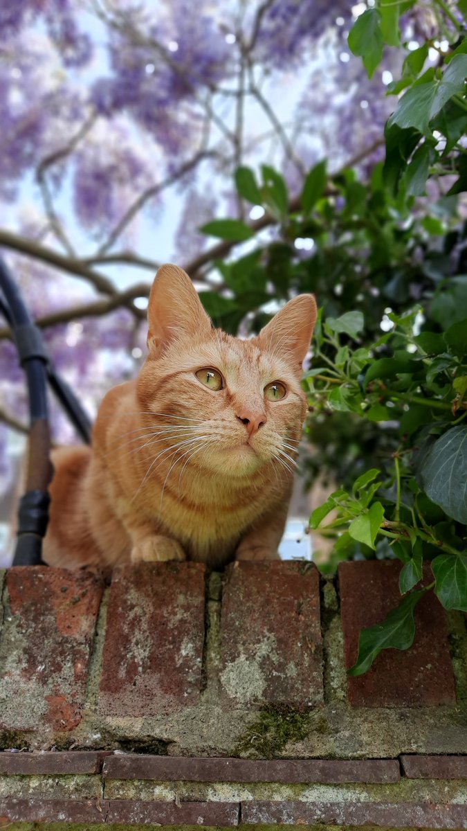 NJHancock's tweet photo. @SusanCalman @dayo510 This is Samuel Spratt ❤🐱 https://t.co/loFs5K7IYN