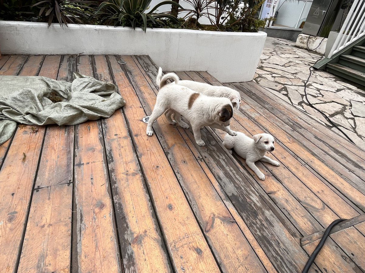 婚礼上遇见的快乐小🐶