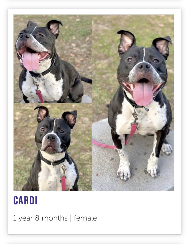 Can You Rename Dog Over A Year Old