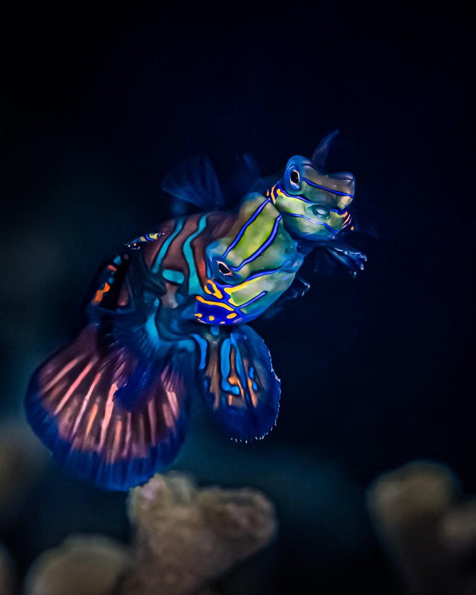 𝑀𝒶𝓉𝒾𝓃𝑔 𝑀𝒶𝓃𝒹𝒶𝓇𝒾𝓃 𝐹𝒾𝓈𝒽

#underwatermojo #underwaterphotography #mandarinfish #matungmandarinfish  #teamcanonph #macrophotography