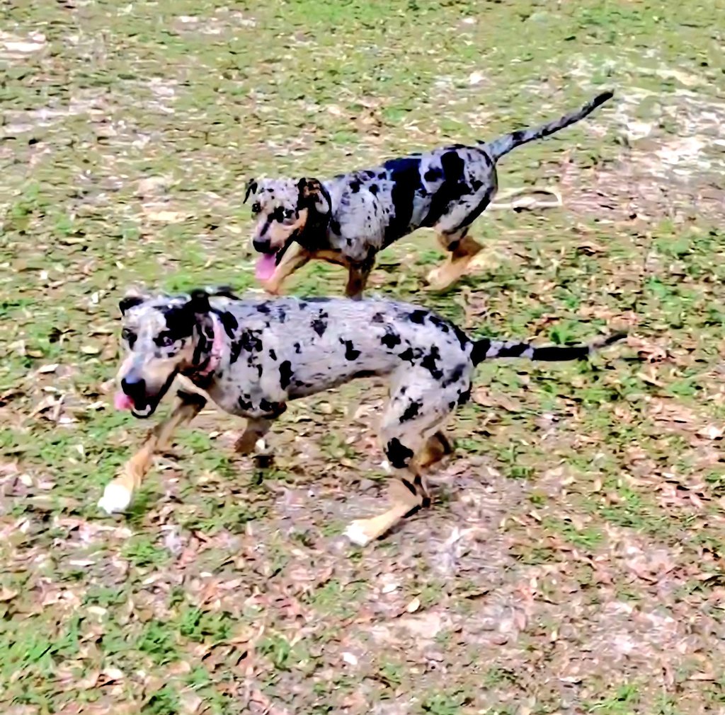 ThatPratt850's tweet photo. @irmr2 Jemma and gypsy https://t.co/XLII0GfWAX