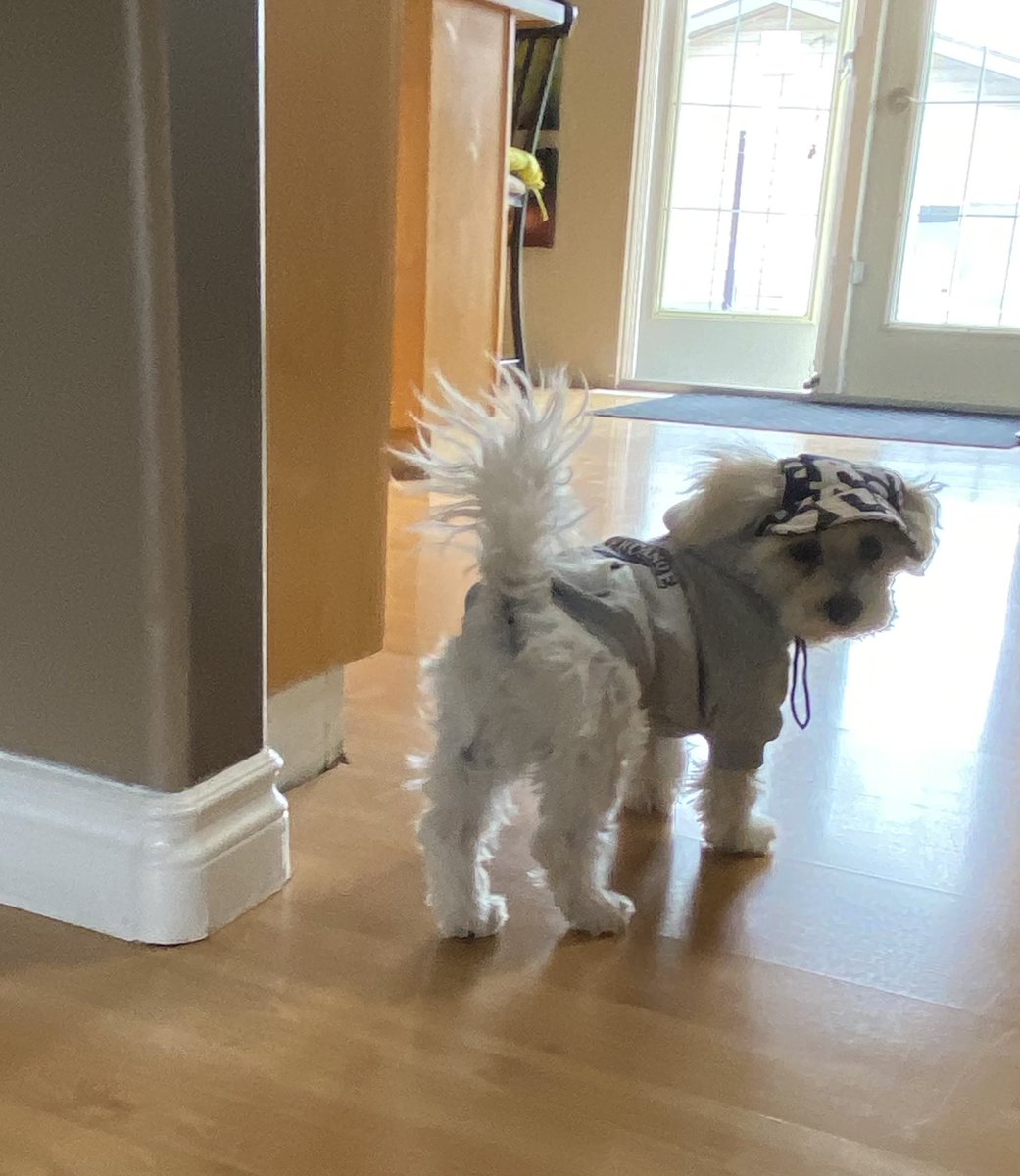 Joriginals1's tweet image. Squeeel… I’m 4 followers
away from 1500. 
So, I’m a mom to pup Artie. A full time #yeg artist, A huge supporter of artists and friends. I’m political because Alberta is hurting, I cheer 4 the Oilers, and try to live with humor &amp;amp; kindness. Ok Twitter do your stuff #meinanutshell