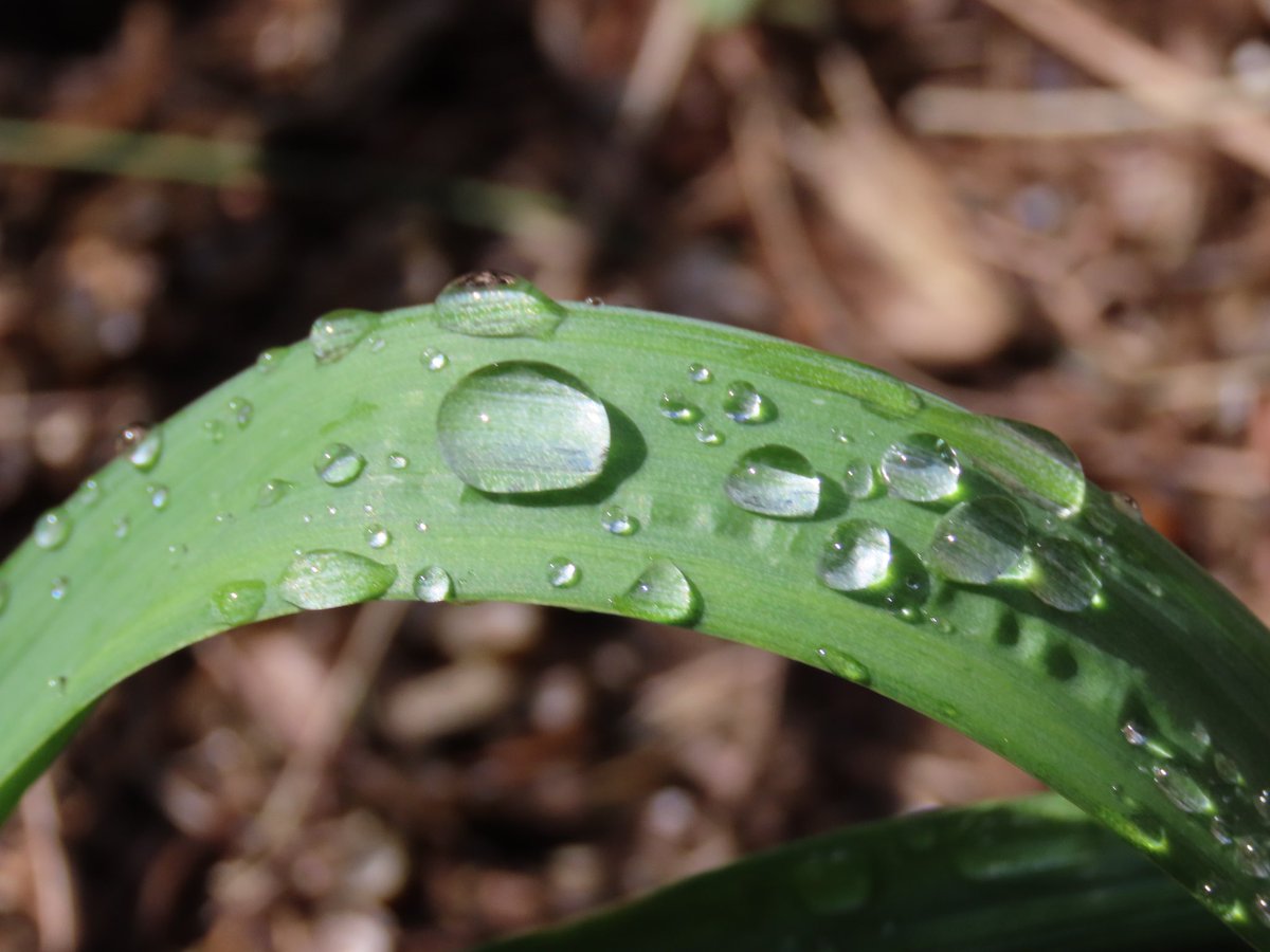 sdoppler2's tweet image. Hard to believe it’s the end of April. Time is relentless.  When you think about it, there’s nothing more aggressive than time. We can snap memories at any time though. 📸
#AprilTextureChallenge