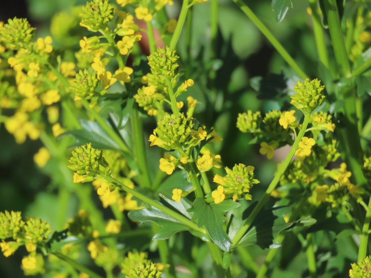 sdoppler2's tweet image. Hard to believe it’s the end of April. Time is relentless.  When you think about it, there’s nothing more aggressive than time. We can snap memories at any time though. 📸
#AprilTextureChallenge