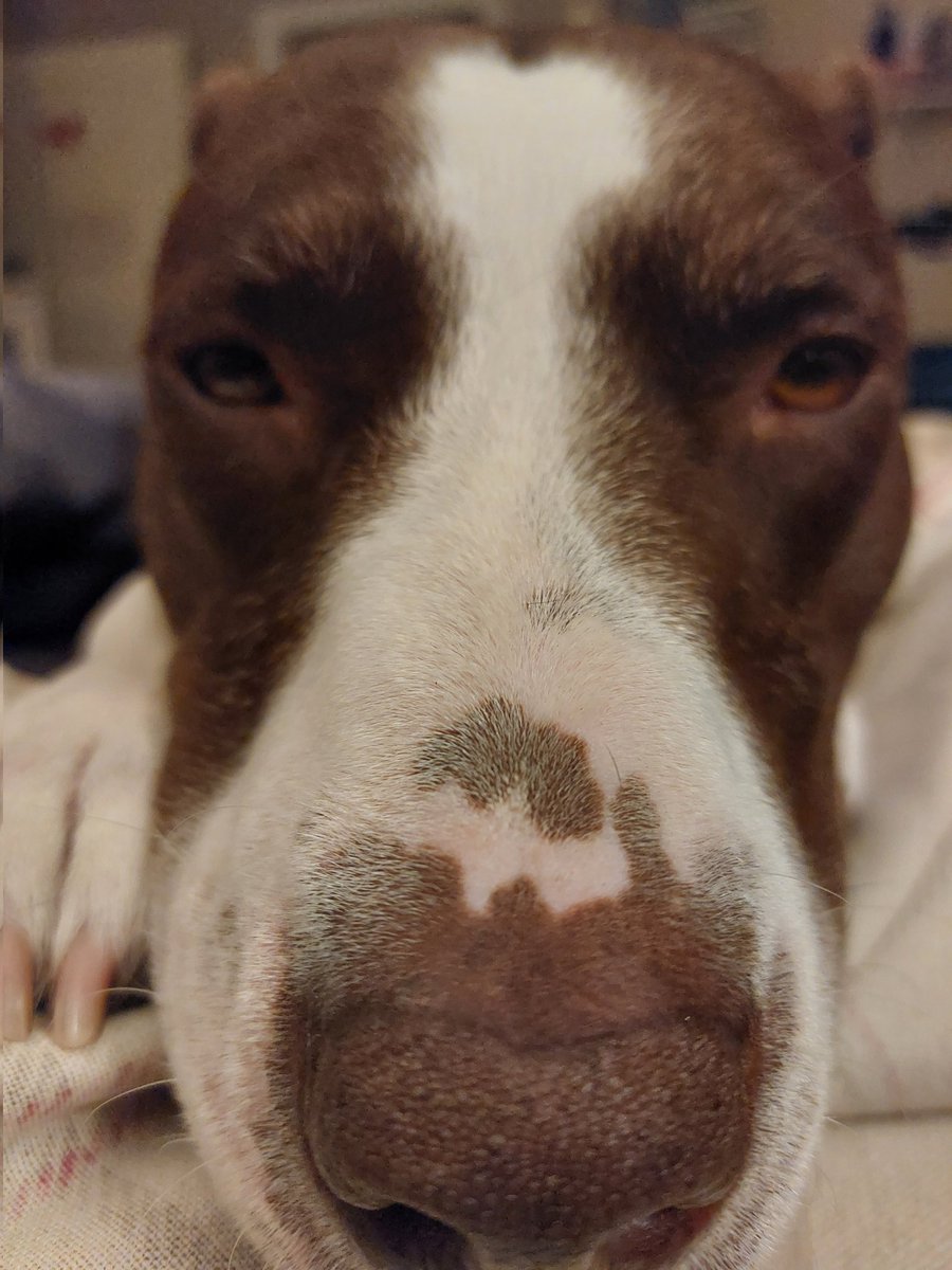 Here's a sleepy boop from Rylie in case you needed one.