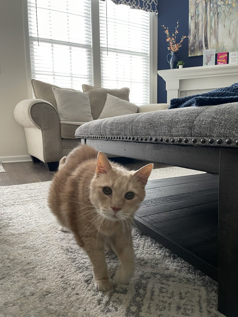 riley_fat's tweet photo. Strolling in t say Hi 😺 https://t.co/SS6Hwh9mIg