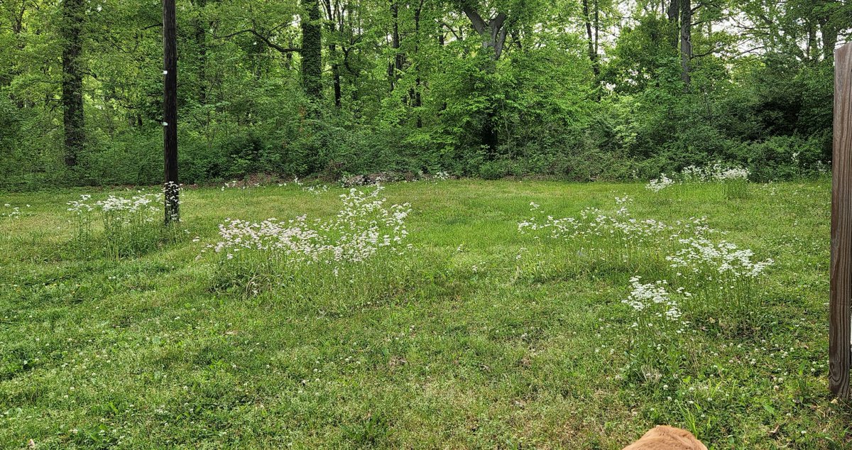 MakeTheWorldA13's tweet photo. In the wildflower's case we just avoided mowing the volunteers that grew in our yard. This is a valid way to support bees!

The city will fine us if we don't mow our lawn, but don't have to do a good job ;] https://t.co/p24SmzLI8w