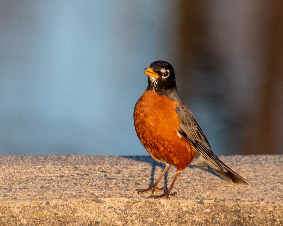 RiverfrontRecap's tweet image. A robin and a pear tree… #AprilTextureChallenge